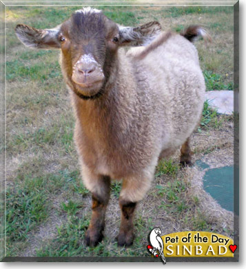 Sinbad, the Pet of the Day