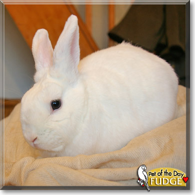 Fudge, the Pet of the Day