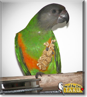 Taku, the Pet of the Day