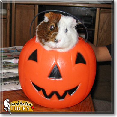 Lucky, the Pet of the Day