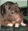 Blackie