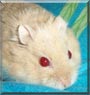 Peanut