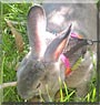 Thumper