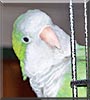 Holly