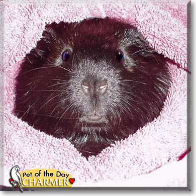 Charmer, the Pet of the Day