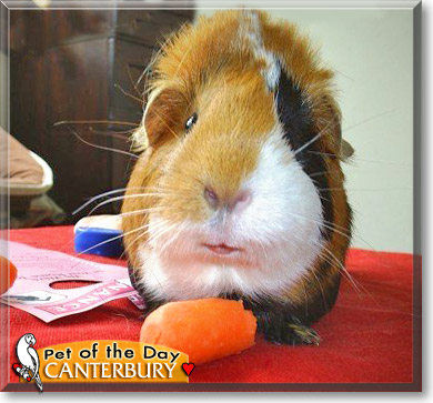 Canterbury, the Pet of the Day