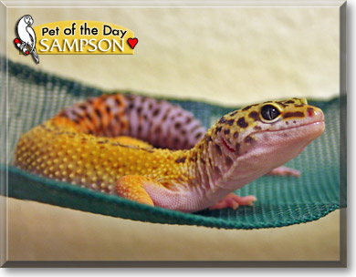 Sampson, the Pet of the Day Sampson, the Pet of the Day