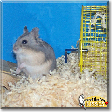 Kisses, the Pet of the Day