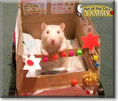 Sammy, the Pet of the Day