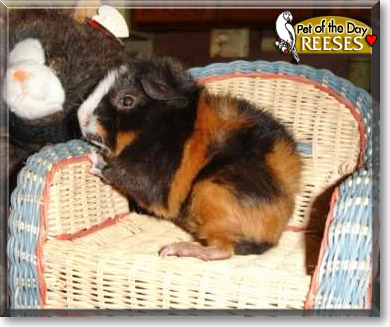 Reeses, the Pet of the Day