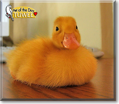 Tuwee Lou, the Pet of the Day