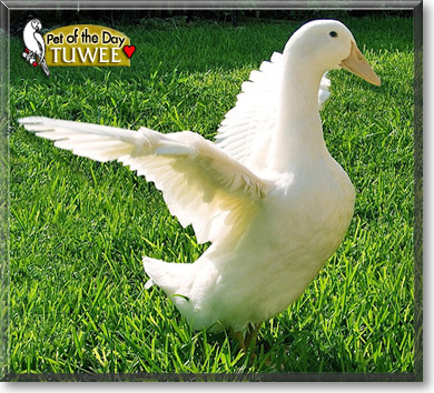 Tuwee Lou, the Pet of the Day