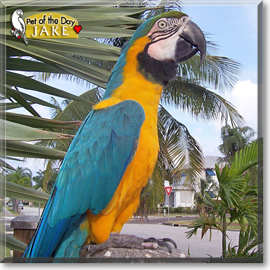 Jake, the Pet of the Day