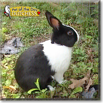 Dutchess, the Pet of the Day