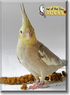 Rocky, the Pet of the Day