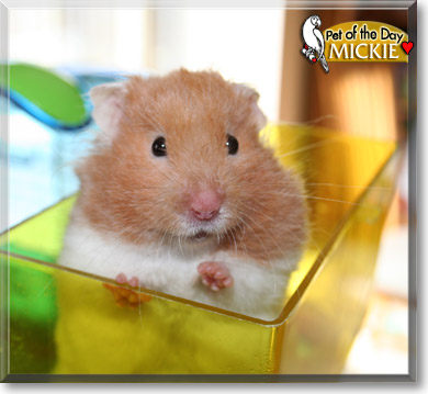Mickie, the Pet of the Day