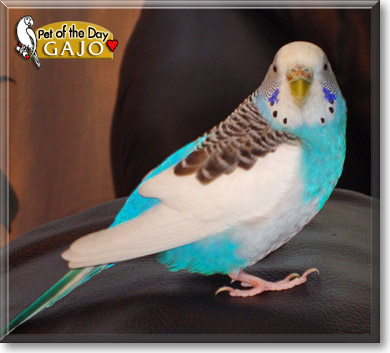 Gajo, the Pet of the Day