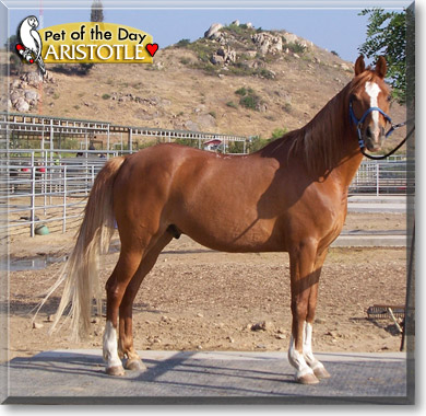 Aristotle, the Pet of the Day