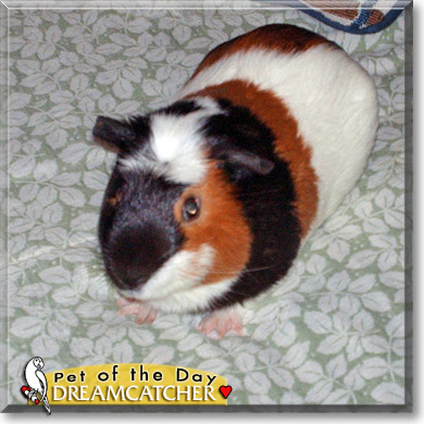 Dreamcatcher, the Pet of the Day