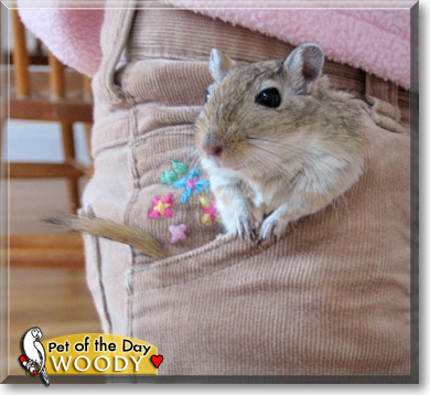 Woody, the Pet of the Day
