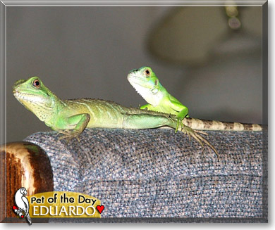 Eduardo, the Pet of the Day