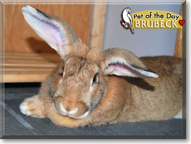 Brubeck, the Pet of the Day