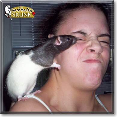Skunk, the Pet of the Day Skunk, the Pet of the Day
