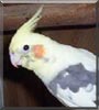 Pete