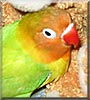 Tweety