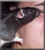 Skunk