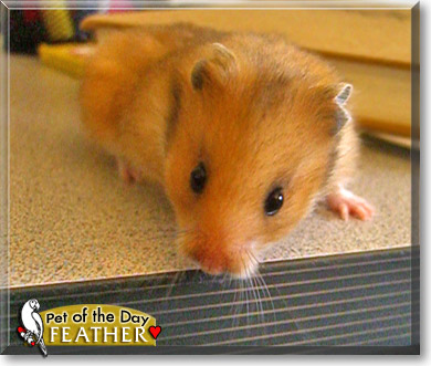 Feather, the Pet of the Day