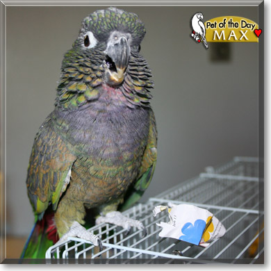 Max, the Pet of the Day