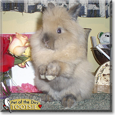 Tootsie, the Pet of the Day