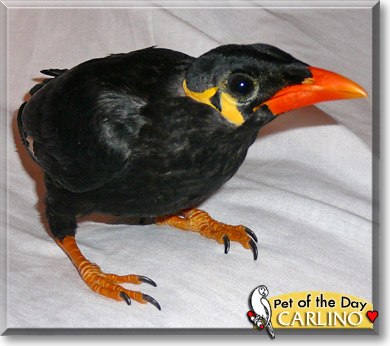 Carlino, the Pet of the Day