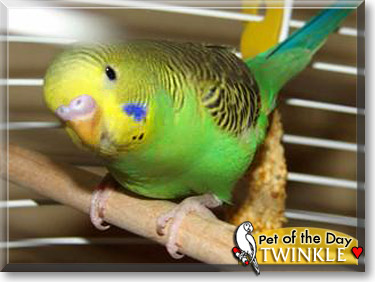 Twinkle, the Pet of the Day
