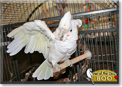Boo, the Pet of the Day Boo, the Pet of the Day