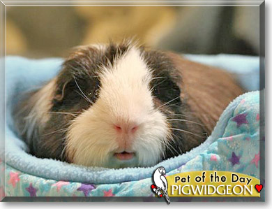 Pigwidgeon, the Pet of the Day
