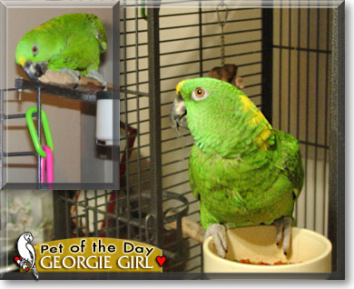 Georgie Girl, the Pet of the Day