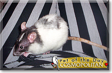 Cosmopolitan, the Pet of the Day Cosmopolitan, the Pet of the Day