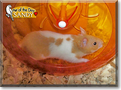 Sandy, the Pet of the Day Sandy, the Pet of the Day