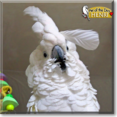 Henri, the Pet of the Day