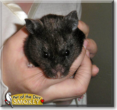 Smokey, the Pet of the Day