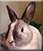 Nibbles