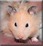 Mr. Cuddles