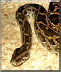 Milenko