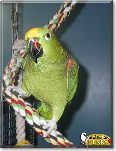 Henry, the Pet of the Day