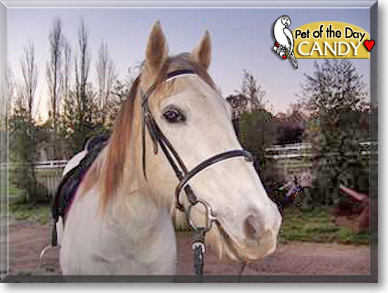 Candy, the Pet of the Day Candy, the Pet of the Day