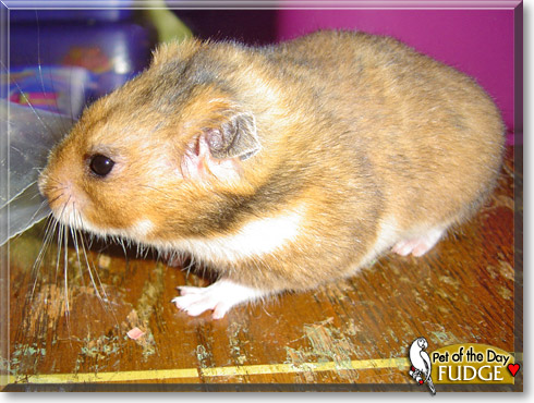 Fudge, the Pet of the Day