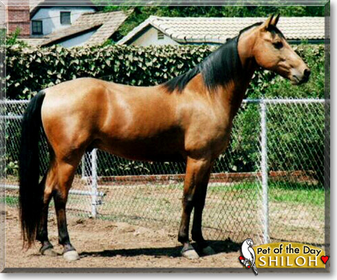 Shiloh, the Pet of the Day