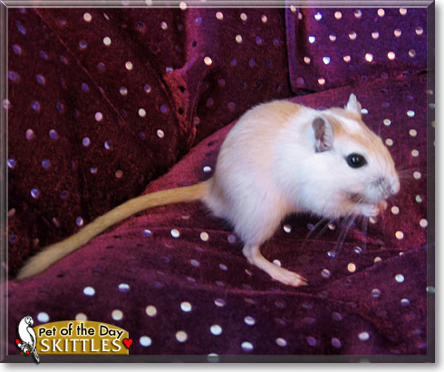 Skittles, the Pet of the Day Skittles, the Pet of the Day